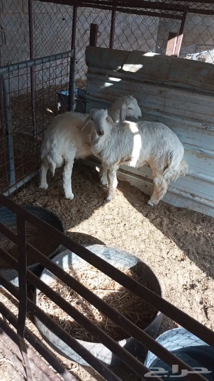 طليان طيبات 0