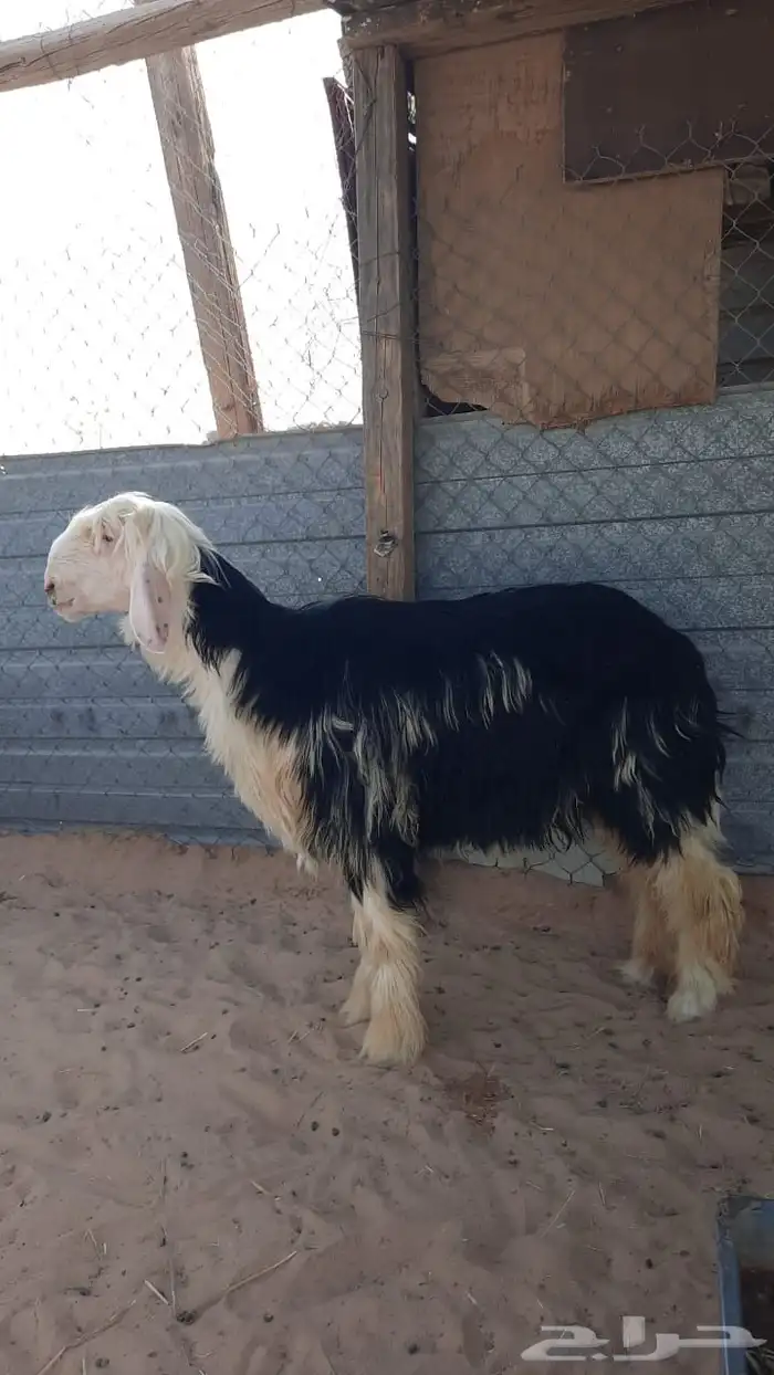 خروف نجدي 0