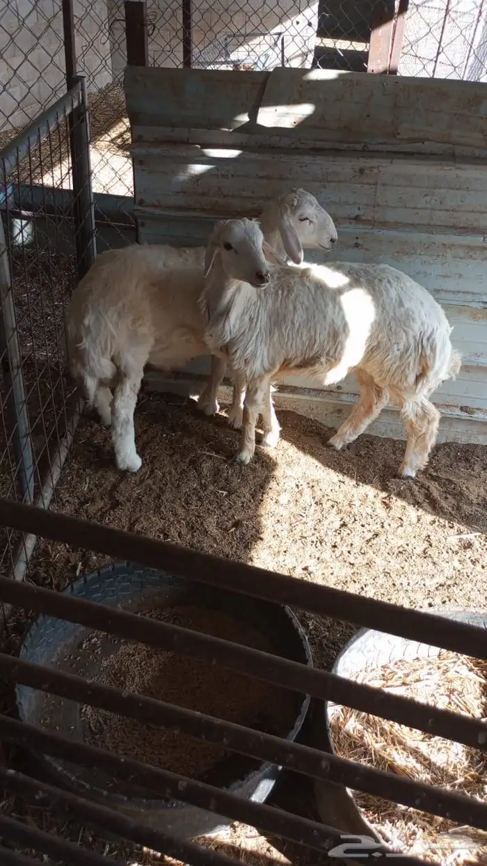 طليان طيبات 1