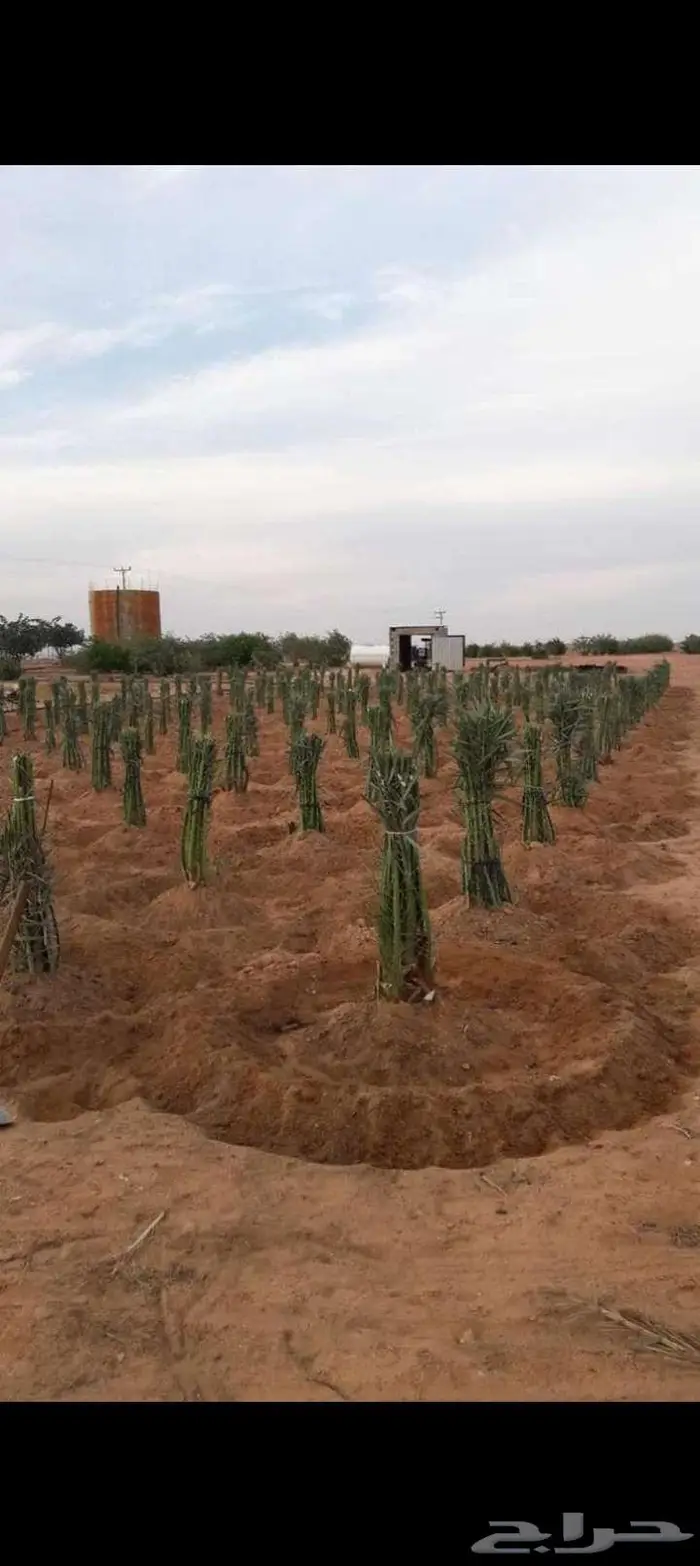 نخل مثمر نقايل وفسايل خلاص صقعي برحي مجدول هلالي منيفي نوادر 3
