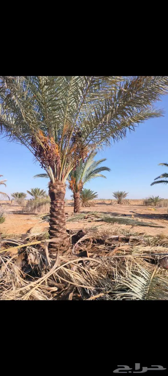 نخل مثمر نقايل وفسايل خلاص صقعي برحي مجدول هلالي منيفي نوادر 2