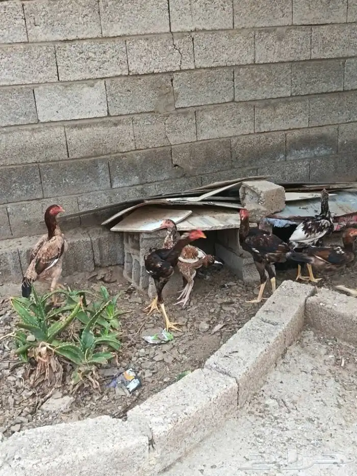 دجاجة سندية معها 5فروخ 1