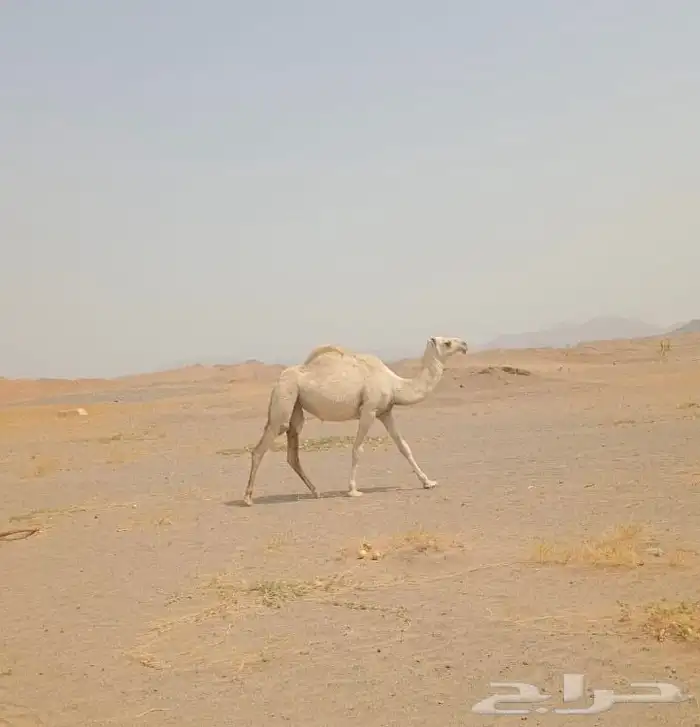 بكره مفروده 0