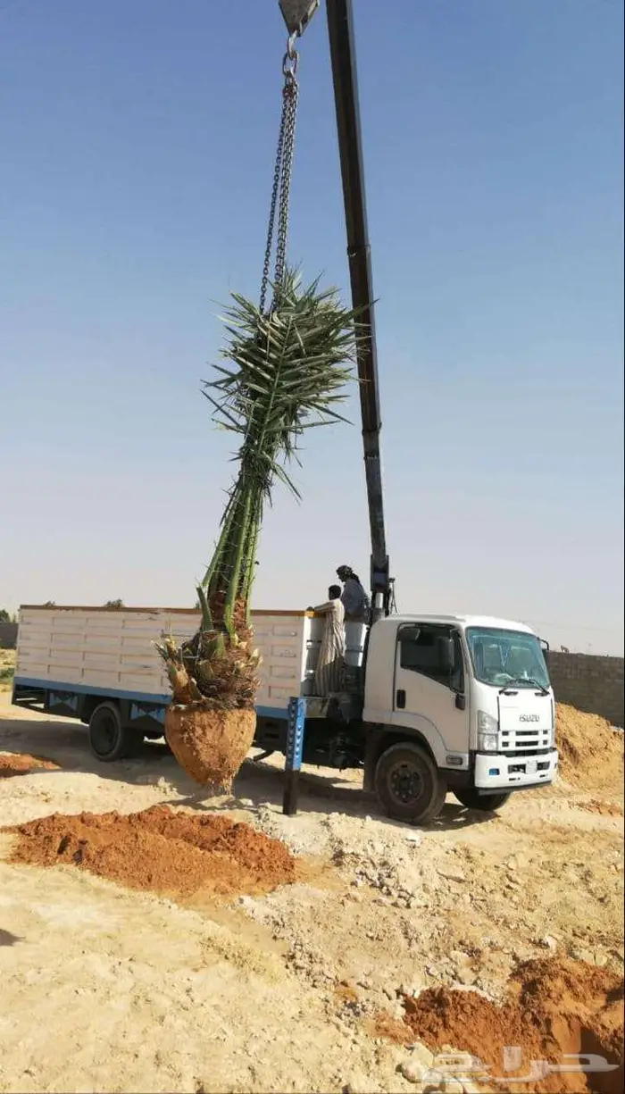 نخل مثمر نقايل وفسايل خلاص صقعي برحي مجدول هلالي منيفي نوادر 0