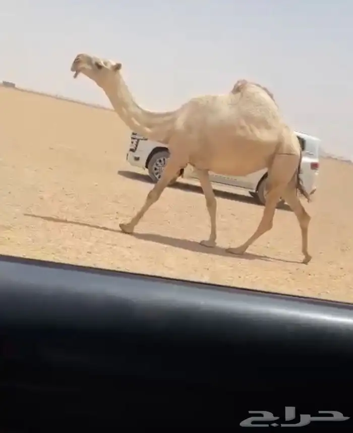 للبيع الضروبه الكفو مشروطه من جميع العيوب 0