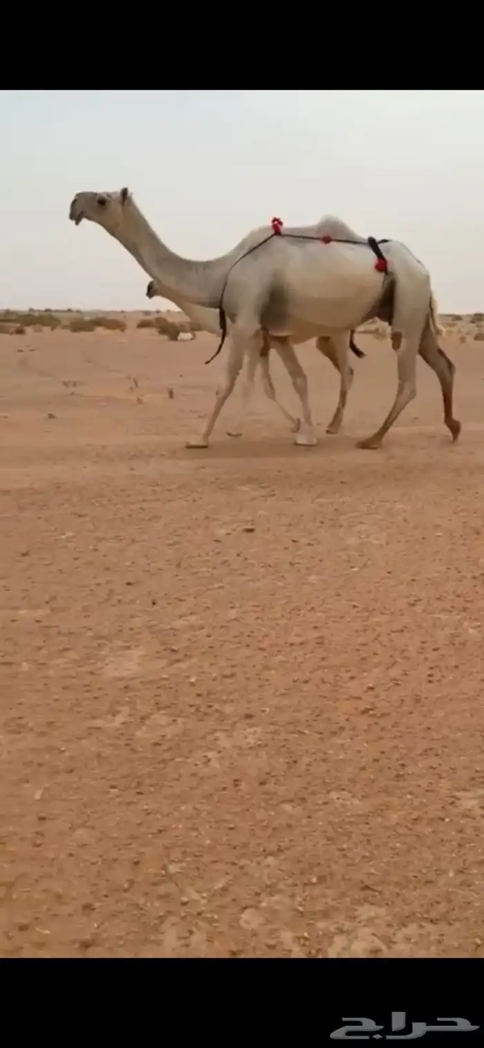للبيع عشرا ضروبه 0