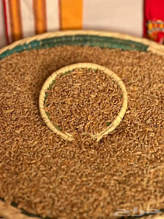 حب بر بيحان 0