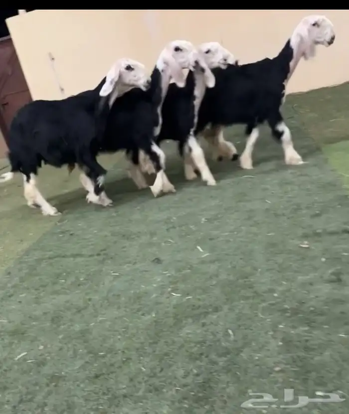 رخال نجد صنف 0