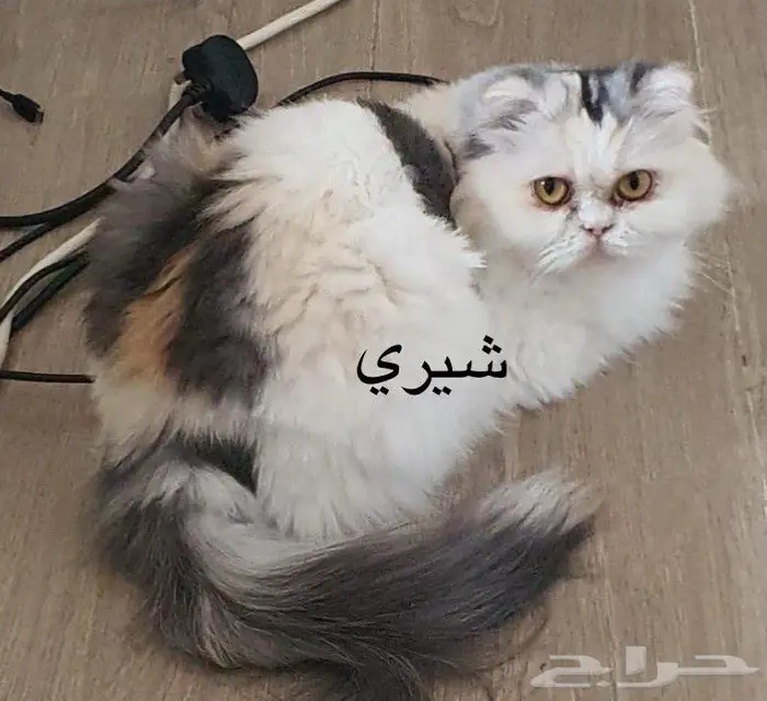 سكوتش فولد 1
