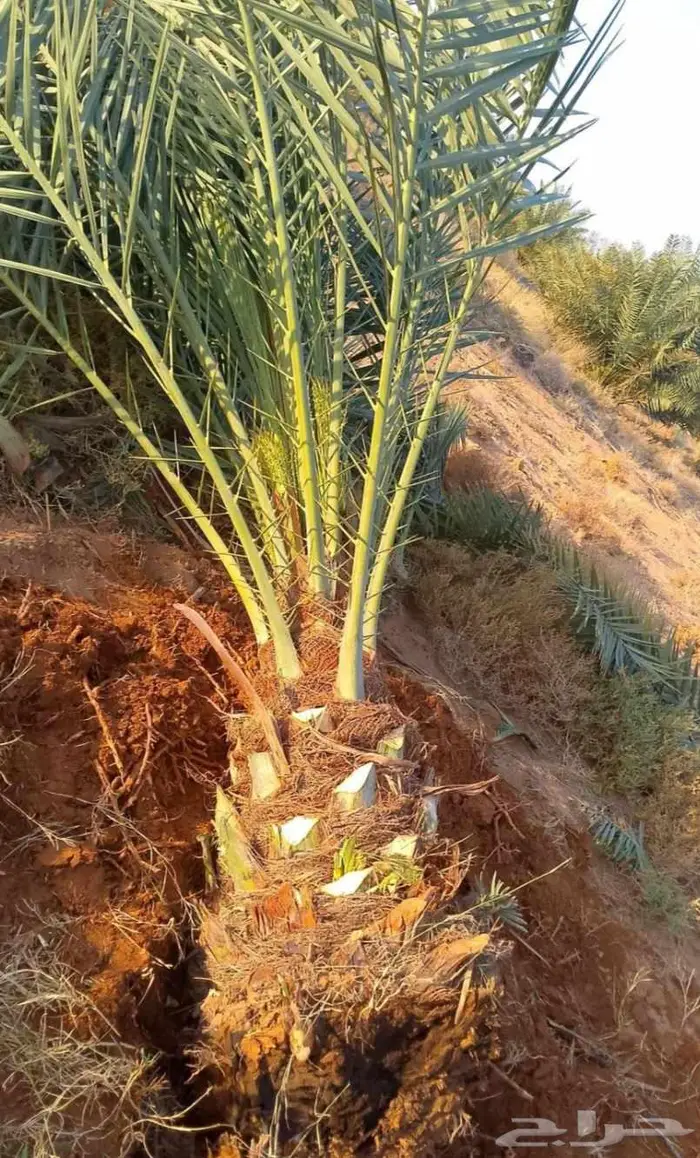 نخل سكري صقعي برحي هلالي نخيل عجوه عنبر دخيني سلج برني 8