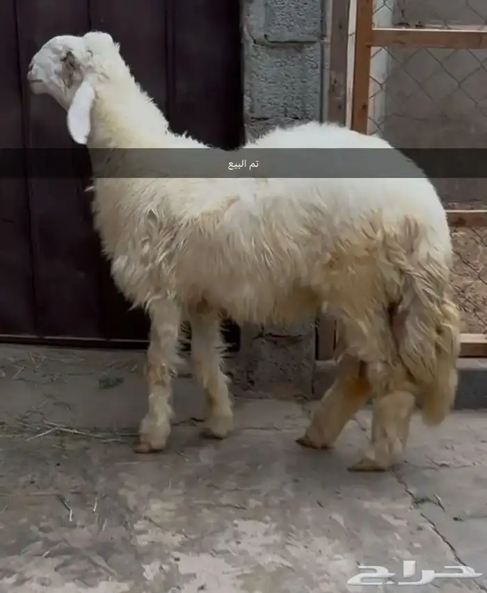 طلي نجدي جبر تم البيع الله يبارك للمشتري 1