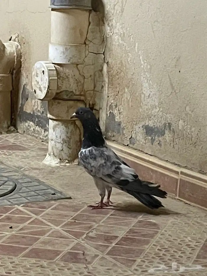 انثاء بكستاني 0