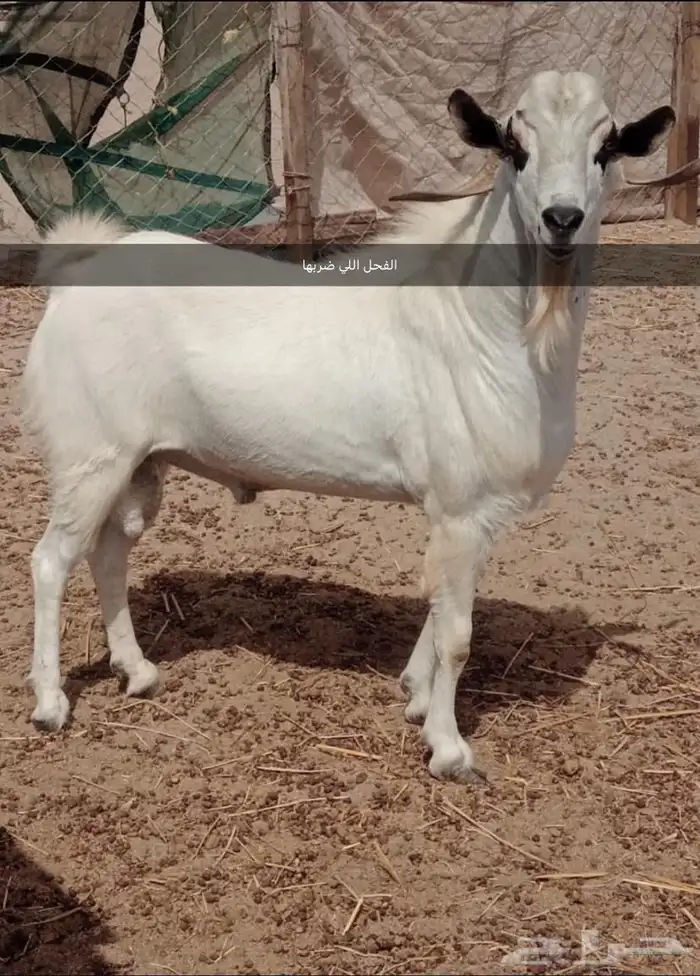 ماعز بيشي مستوى عالي 2