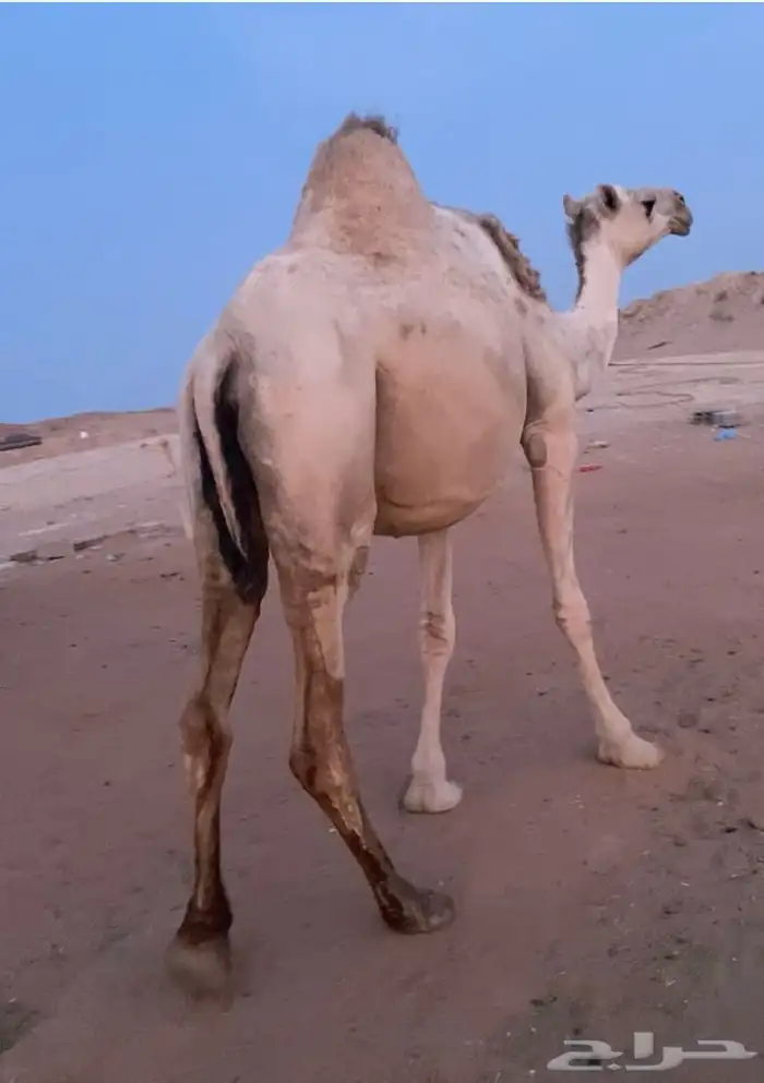لقحه شقحاء 1