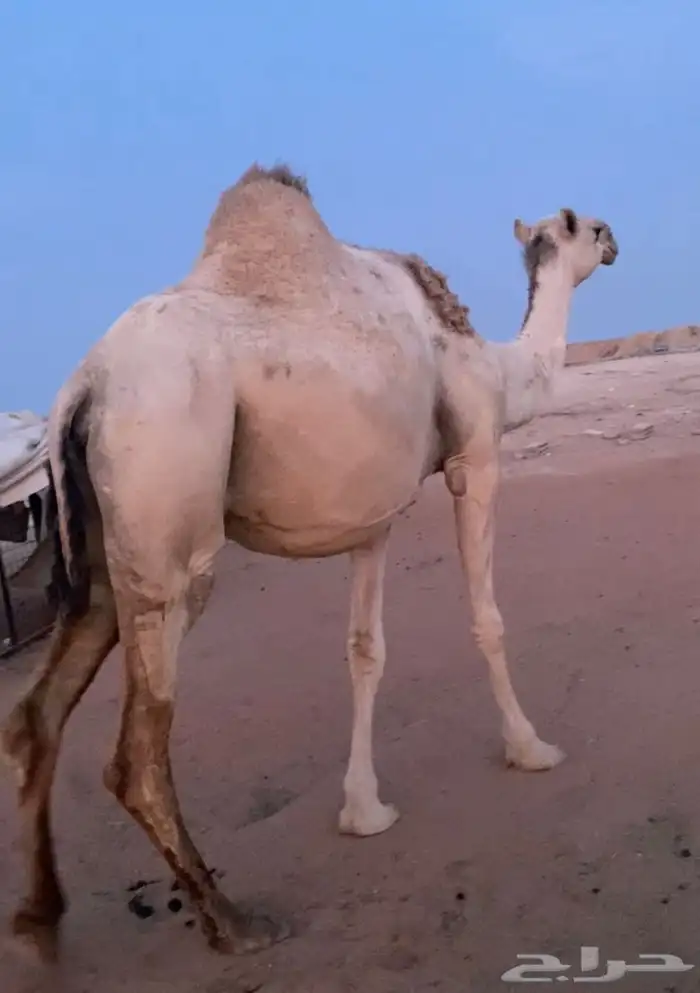 لقحه شقحاء 3