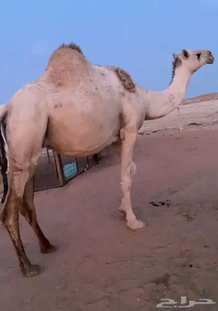 لقحه شقحاء 0