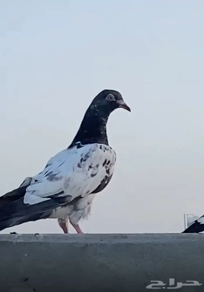 حمام باكستاني 1