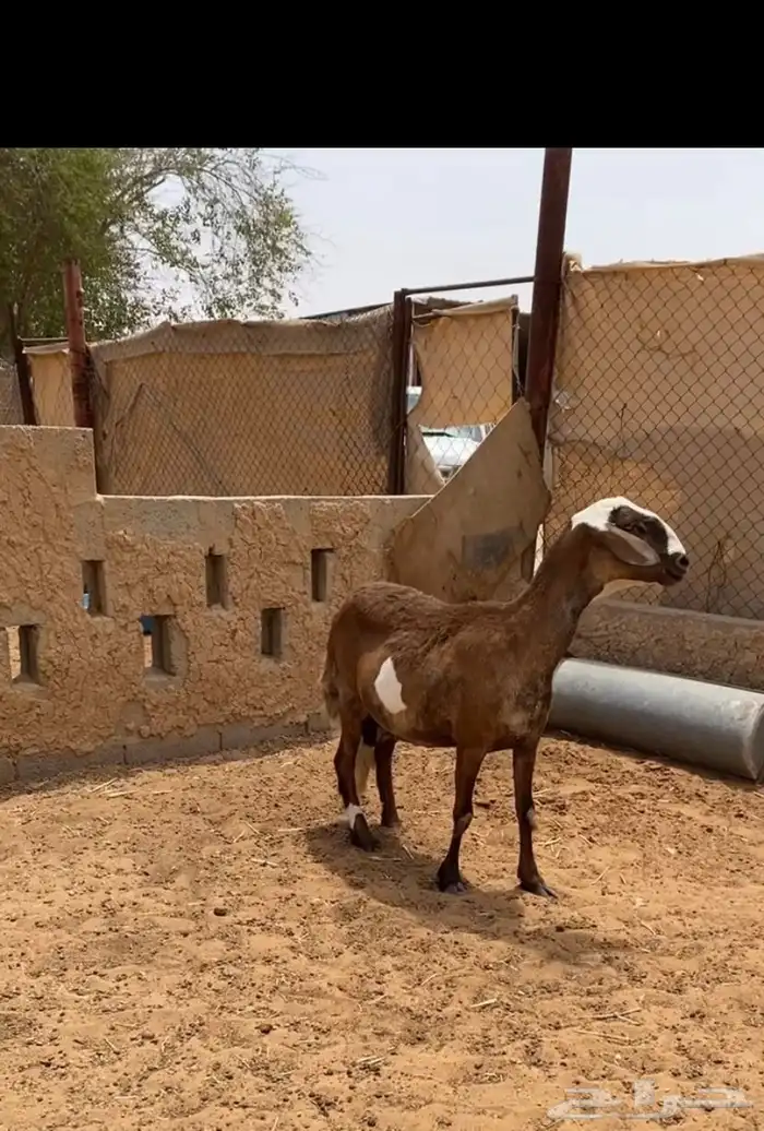 ساكليه دافع وسديس 0