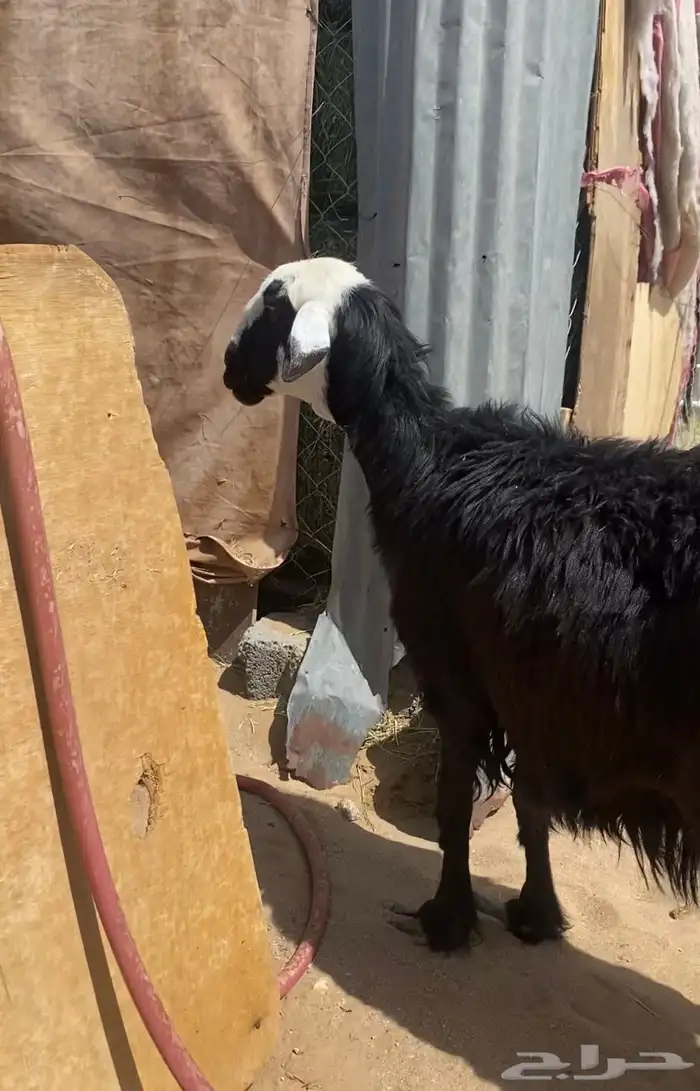 نعجه دافع قريب 0