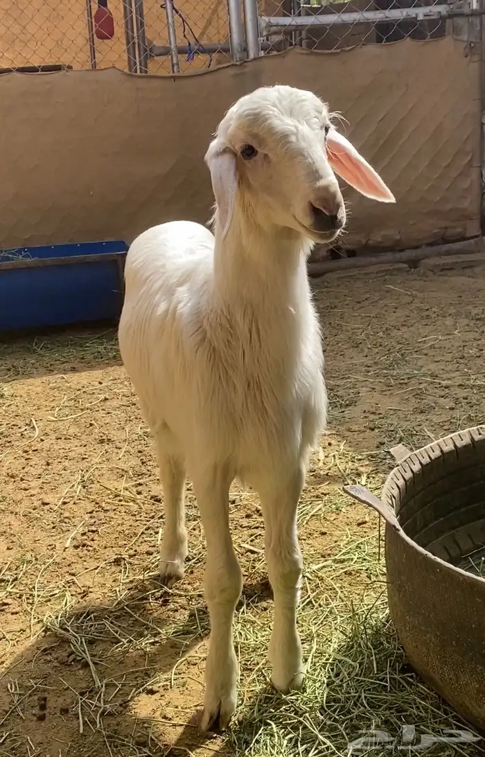 مشروع فحل ابرص ذهبي 1