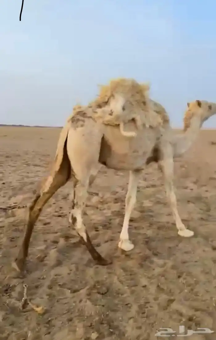 العدد 2 قعدان 1 بكره 0