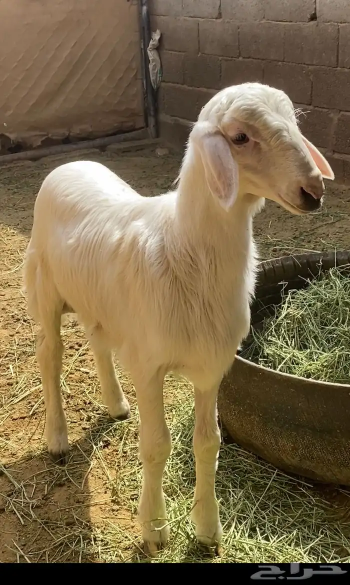 مشروع فحل ابرص ذهبي 0