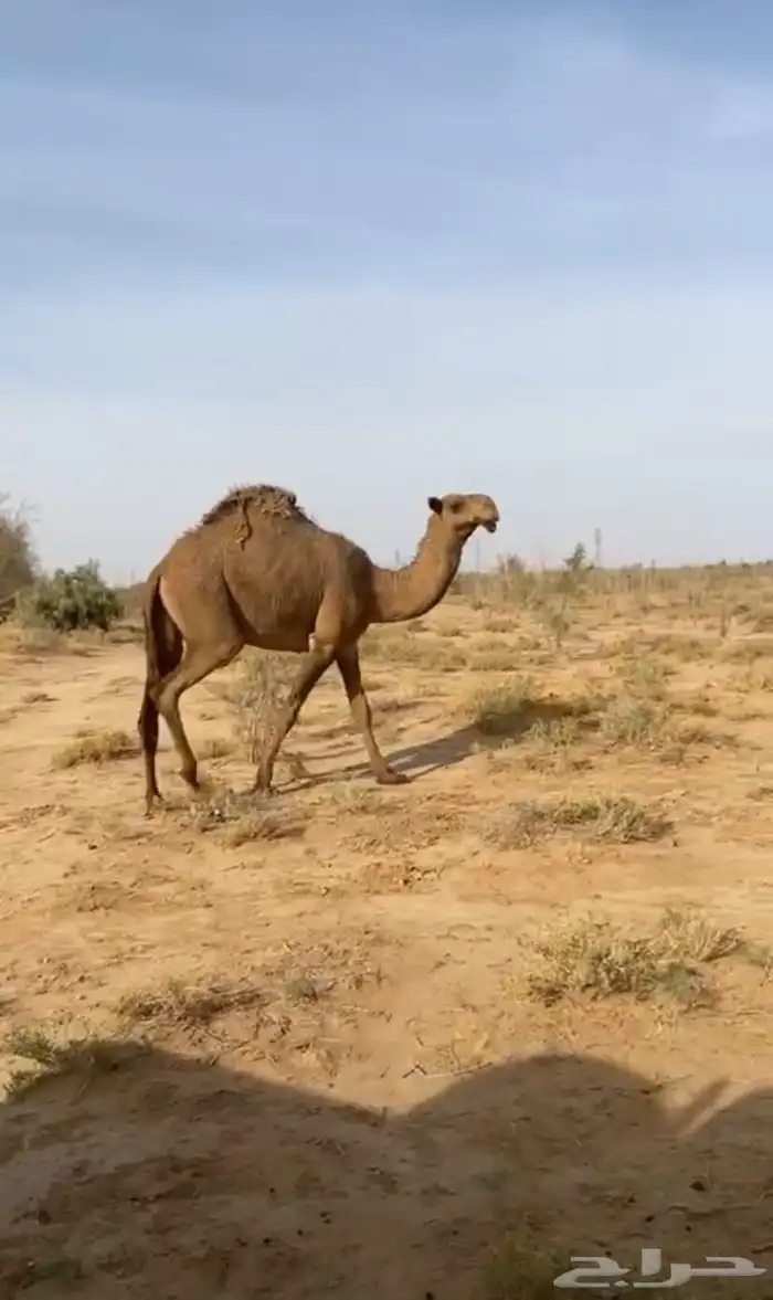 ناقه شعلى طيبه 0