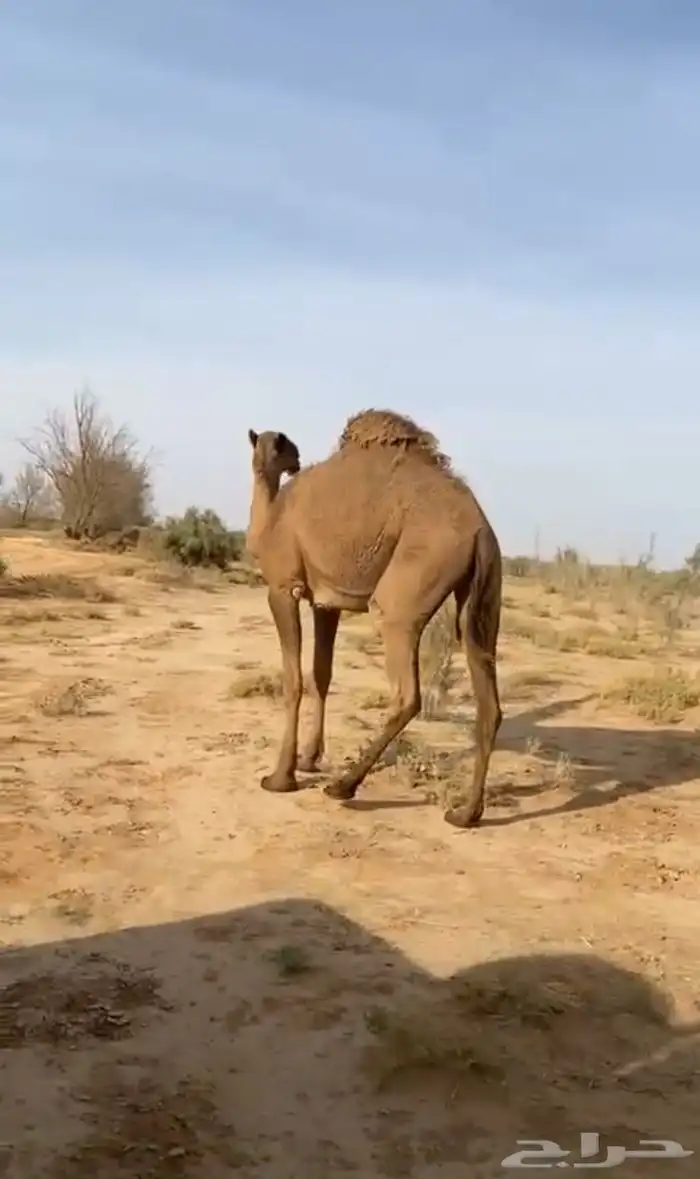 ناقه شعلى طيبه 1