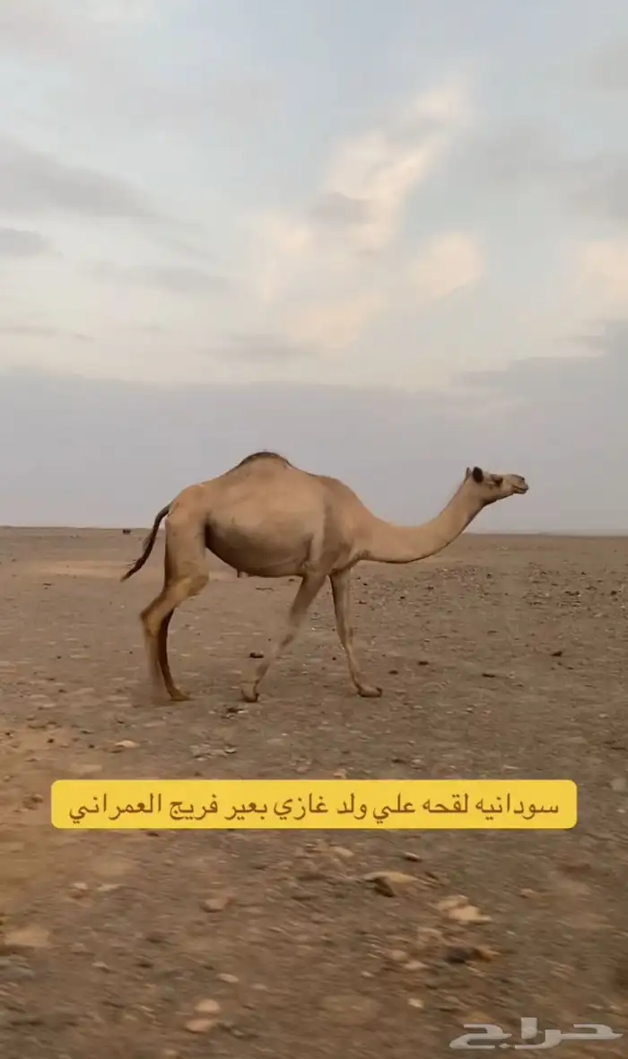 هجن لقحات العدد 3 0