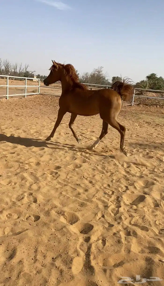 مهره شعبيه 0