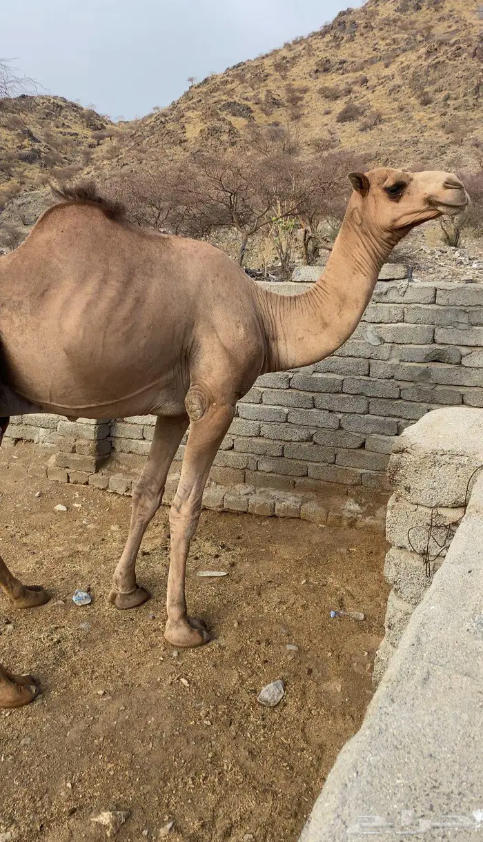 بعير رباع للبيع 0