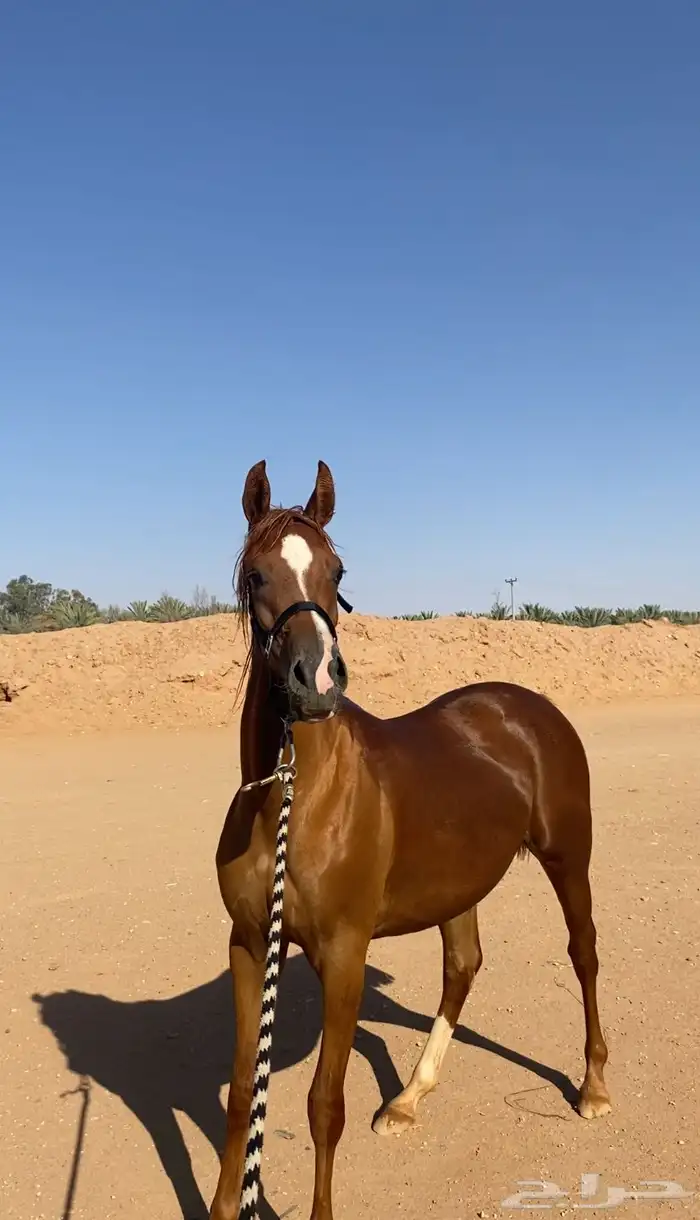 مهره شعبيه 2