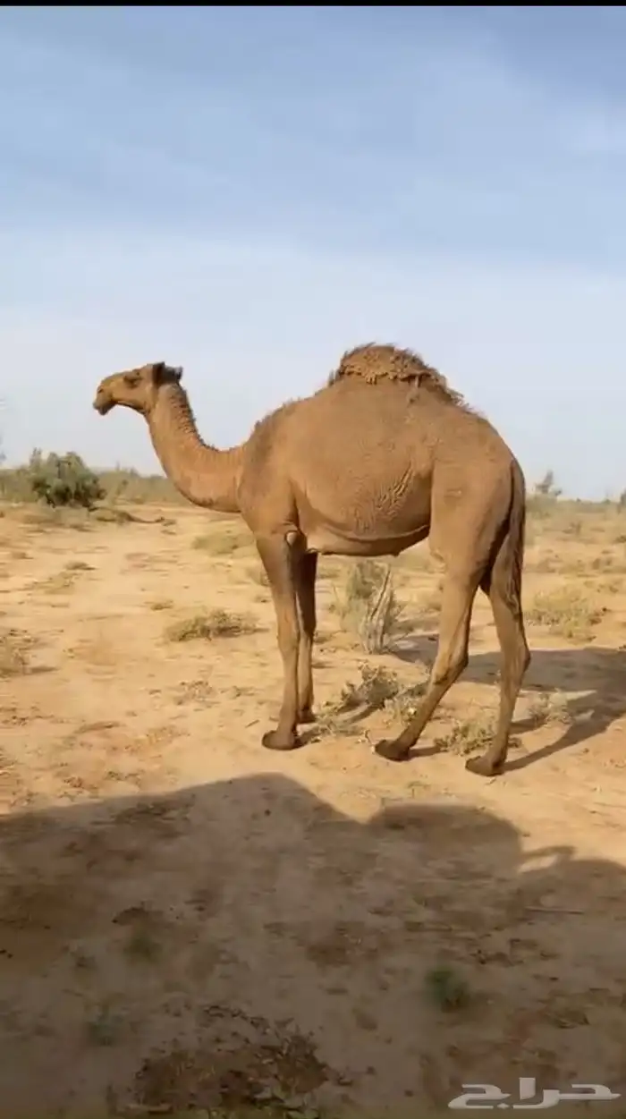 ناقه شعلى طيبه 2