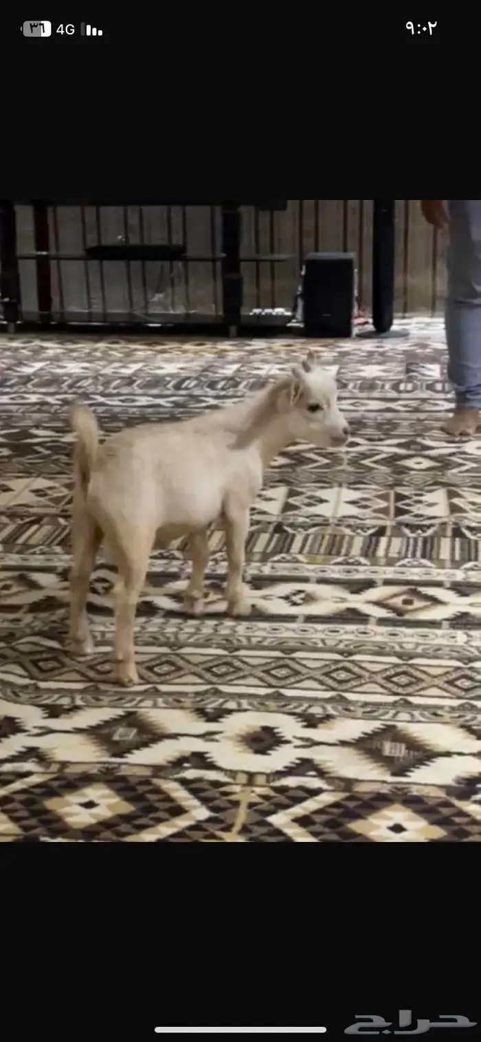 قزمي تيس للبيع 0