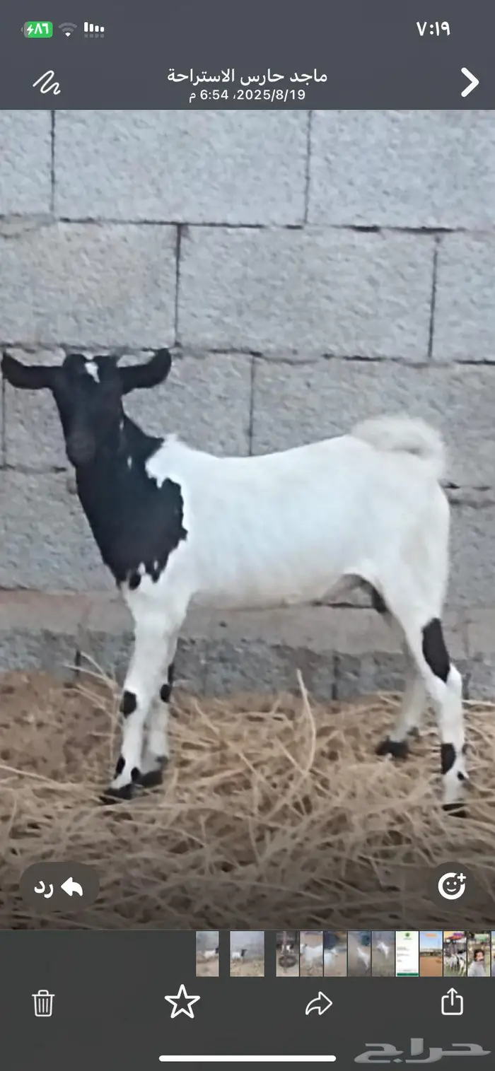 اثنين تيوس محلية 2