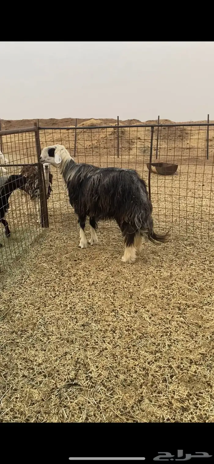 خروف فحل نجدي كفوو حصان 0