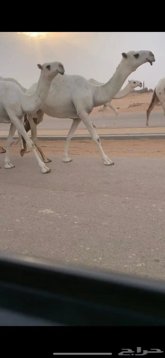 بكره باتليه وضحى كفو 4
