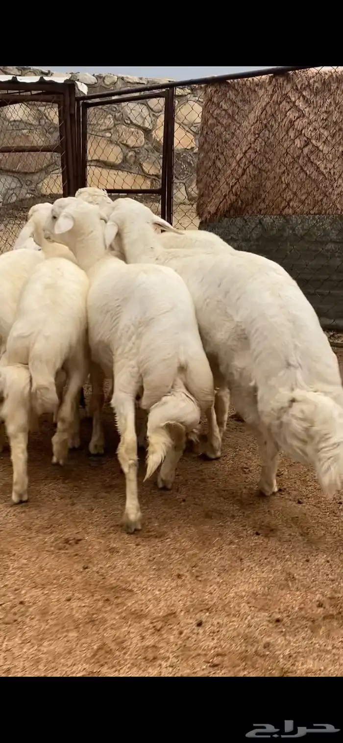 6 خرفان ورخل كفو كفو جبرات 1