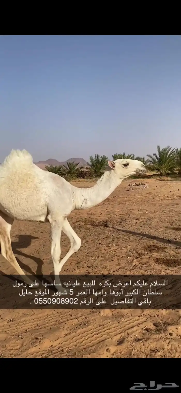 السلام عليكم بكره للبيع عليانيه ساسها على زمول سلطان الكبير 2