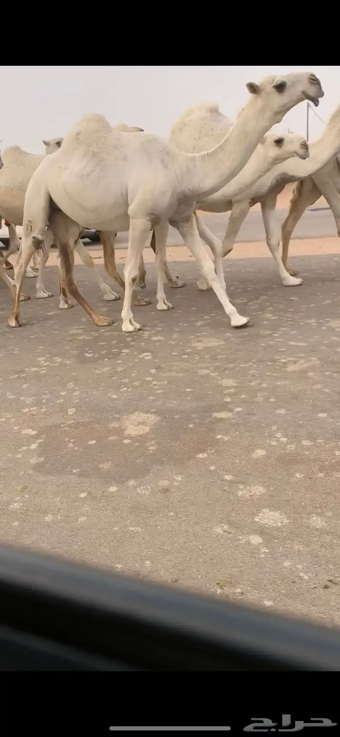 بكره باتليه وضحى كفو 3