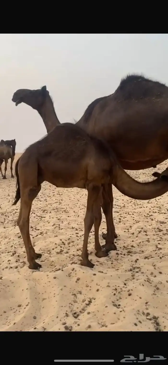 للبيع قصب قعودين مجاهيم 2