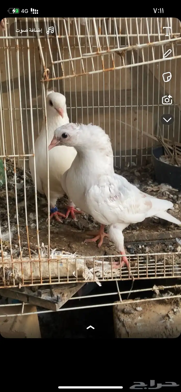 للبيع حمام هزاز مستوى فاخر 3