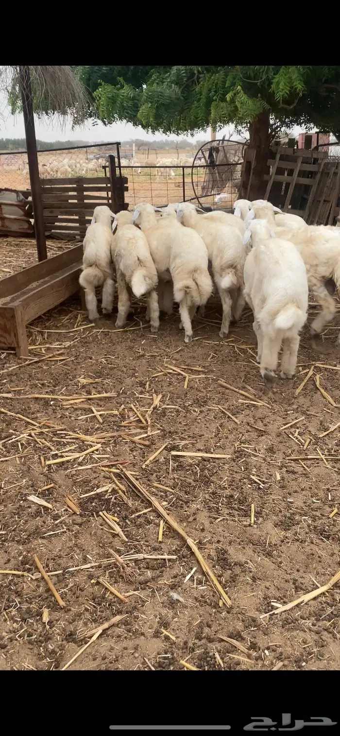 طليان ذبايح 2