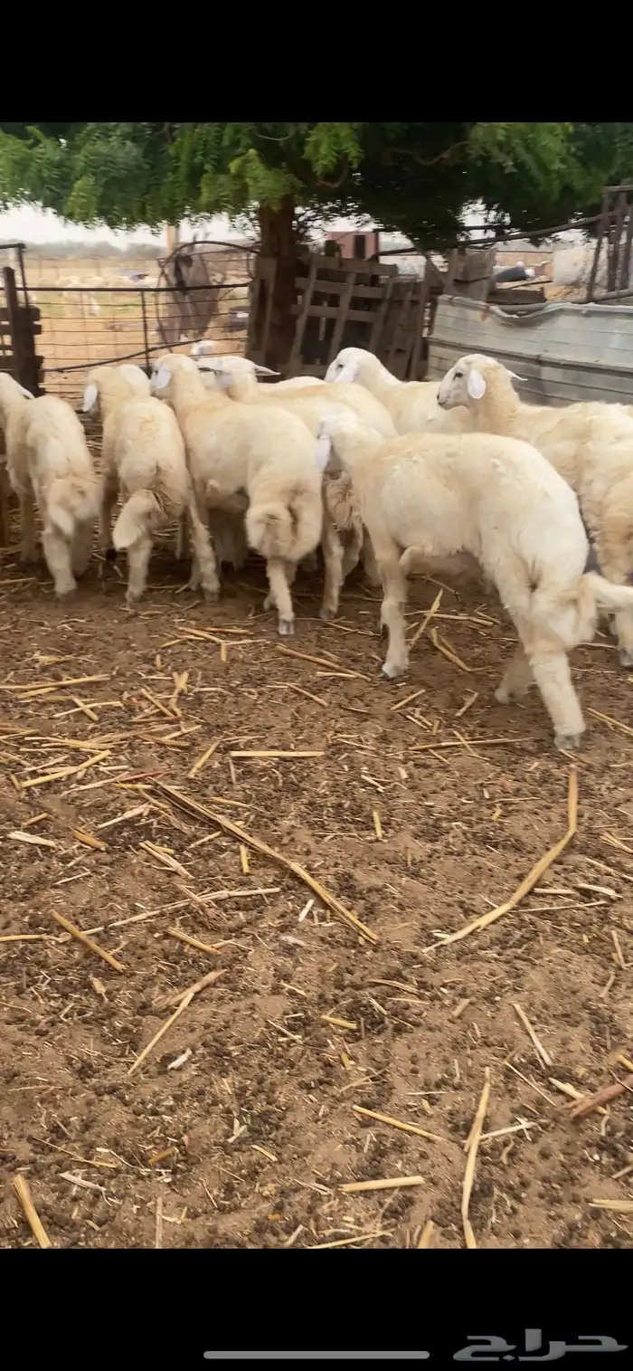طليان ذبايح 3