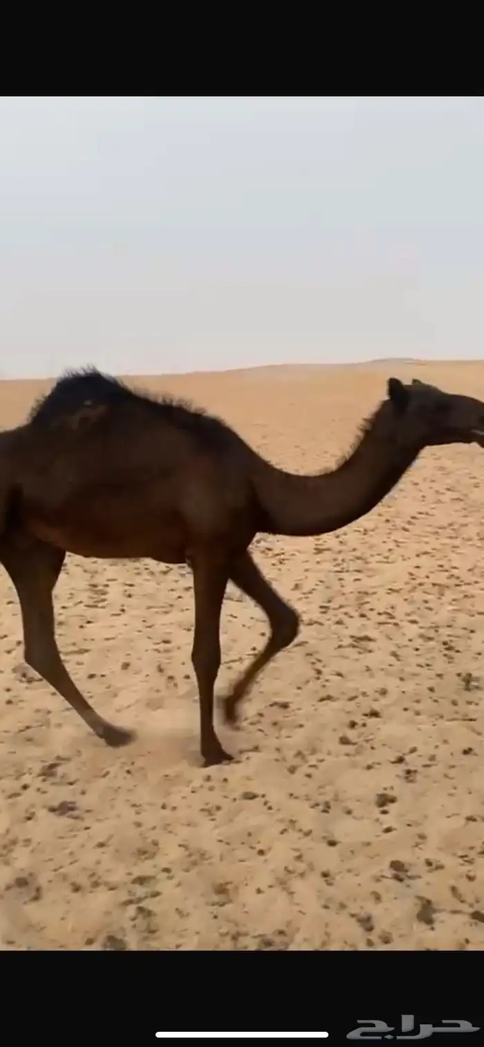 للبيع قصب قعودين مجاهيم 0