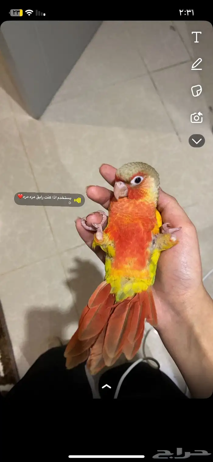 كنيور فرخ 0