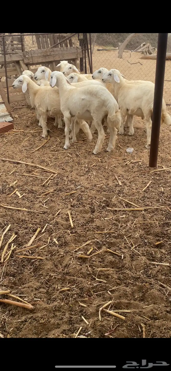 طليان ذبايح 7