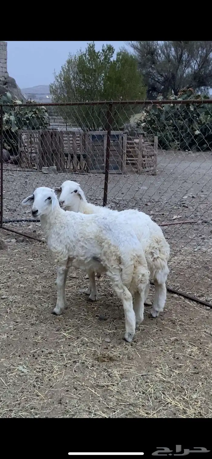 2 طليان سمان تم البيع 0