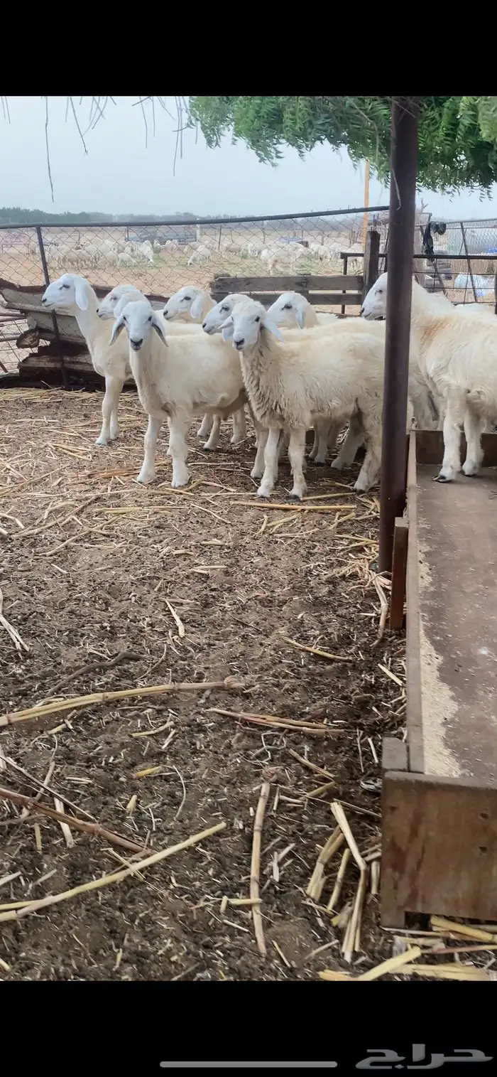 طليان ذبايح 5