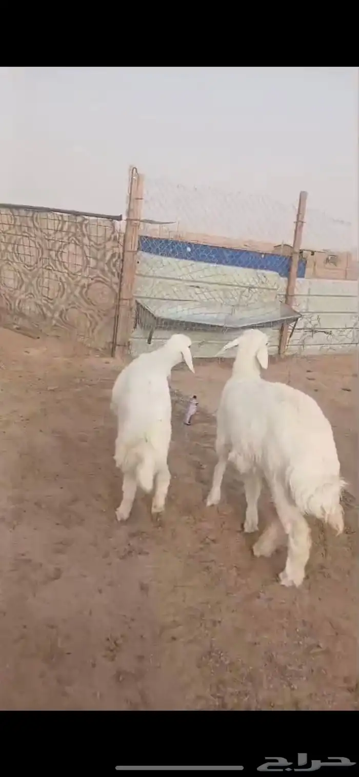 خروف و رخل حريه نظيفه 0